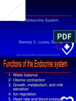 OT Endocrine System