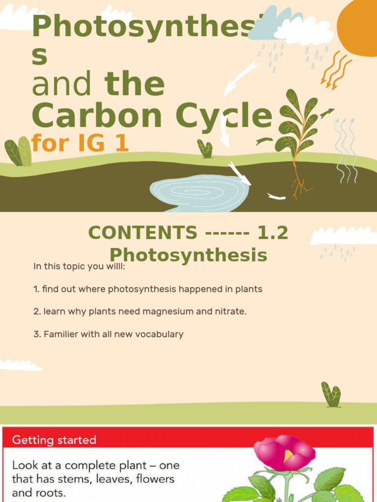 Photosynthesis and Carbon Cycle Key | PDF | Leaf | Photosynthesis