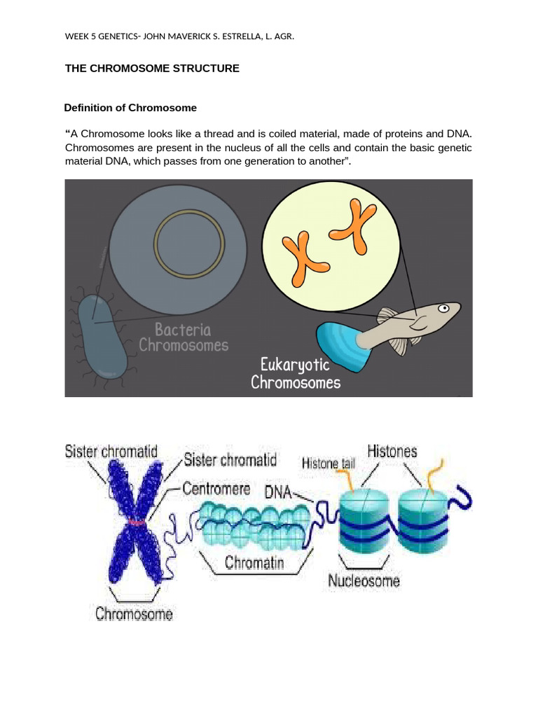 Understanding Chromosome Structure and Functions | PDF | Chromosome | Dna