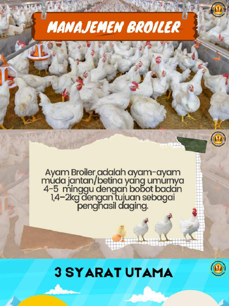Manajemen Broiler-1 - Compressed | PDF