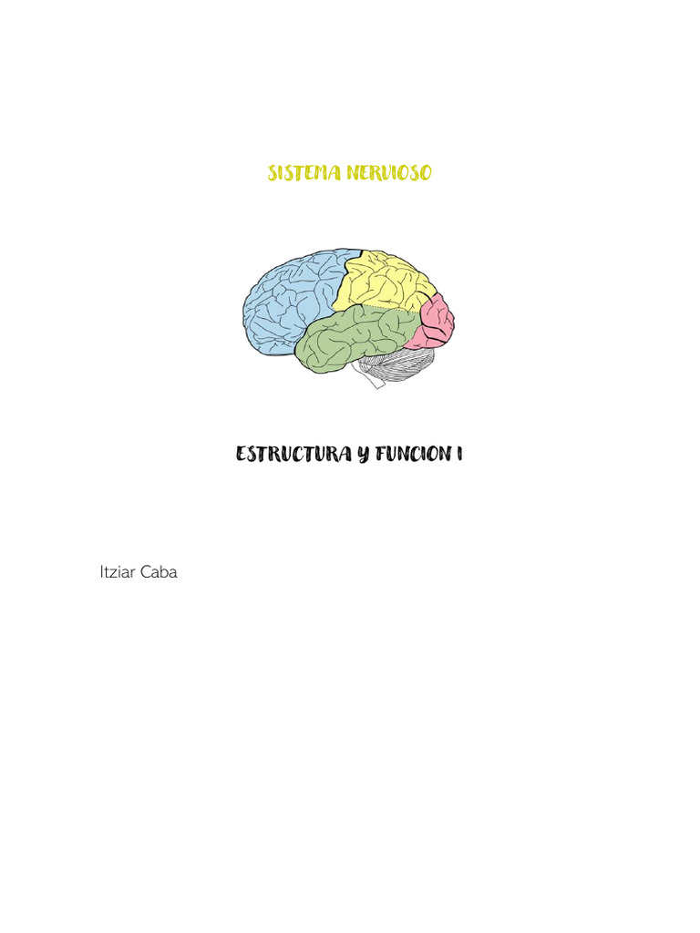 Estructura y Función del Sistema Nervioso | PDF | Médula espinal | Cerebro