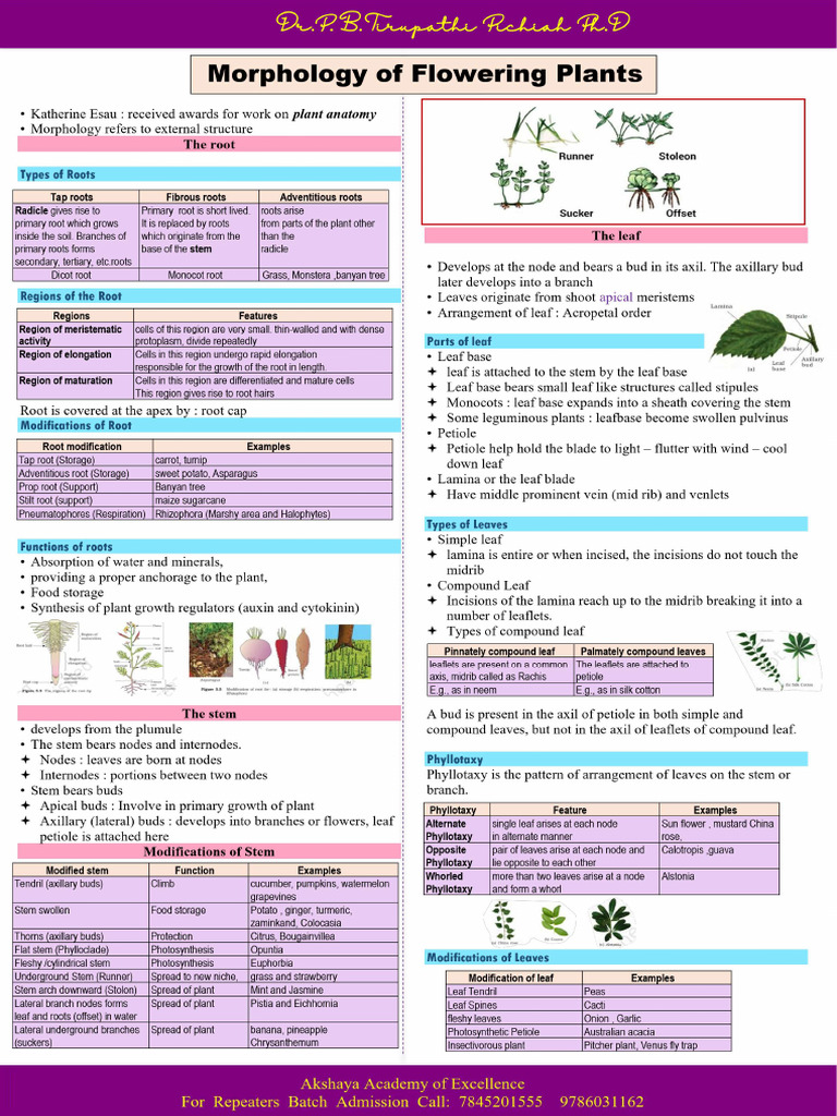 5.morphology of Flowering Plants - RN | PDF