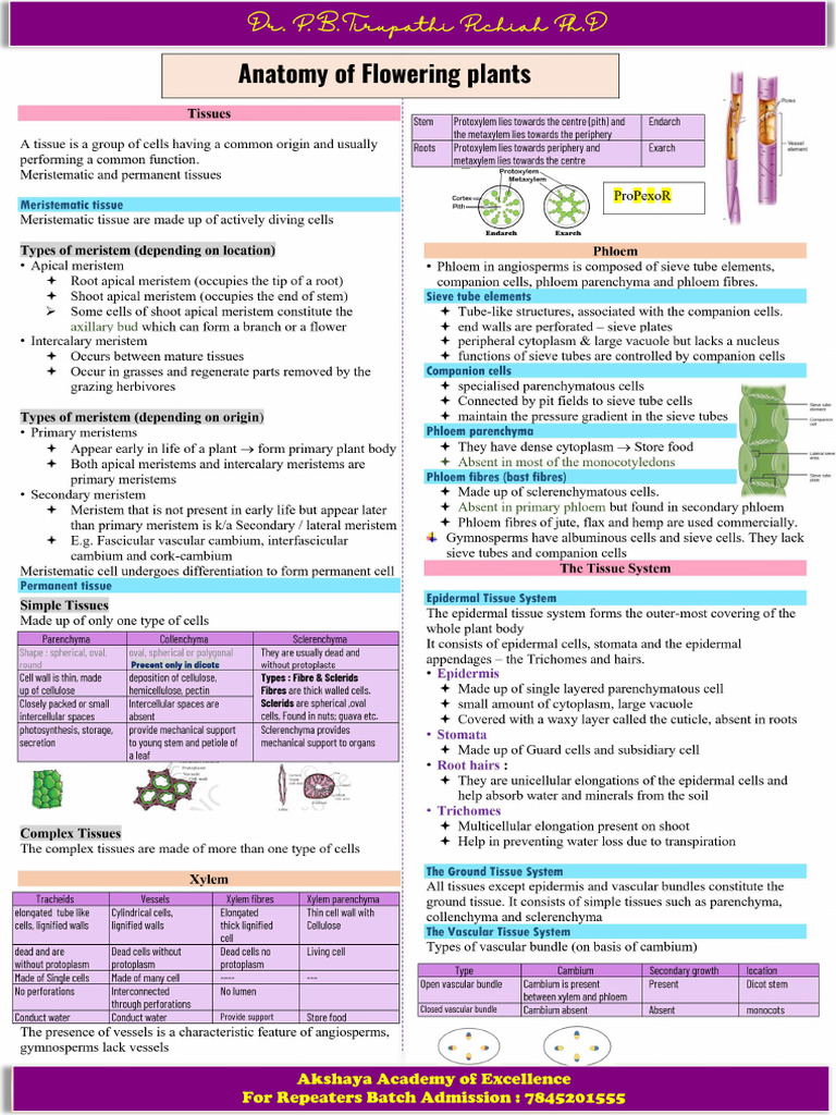 6.anatomy of Flowering Plants | PDF