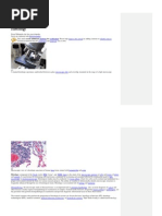 Download Histology by sofy_aboshok SN83488573 doc pdf