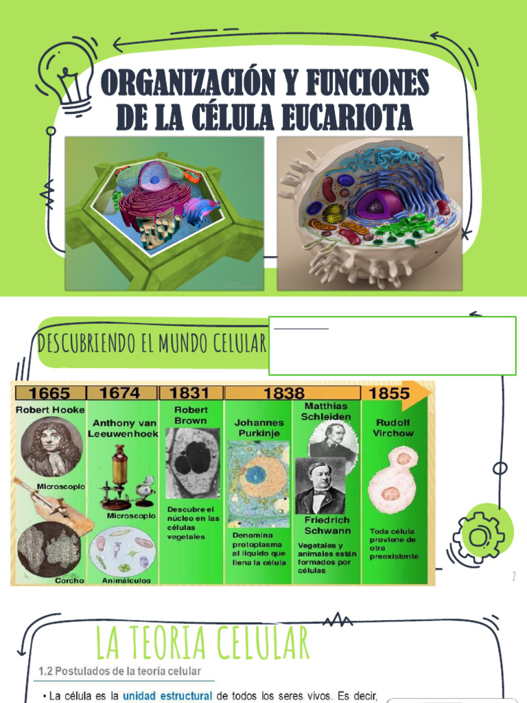 Estructura y Funciones de la Célula Eucariota | PDF | Citoplasma ...