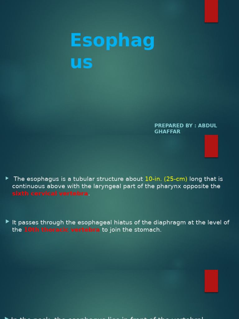 Anatomy and Function of the Esophagus | PDF | Esophagus | Stomach