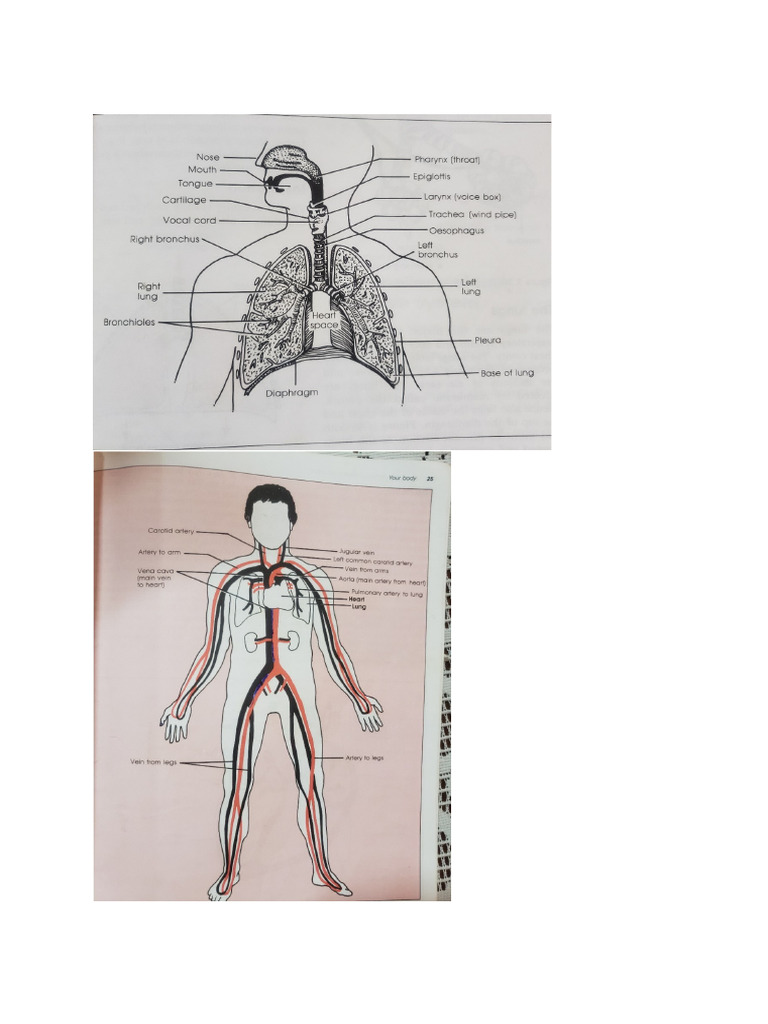 P.E. Diagrams | PDF