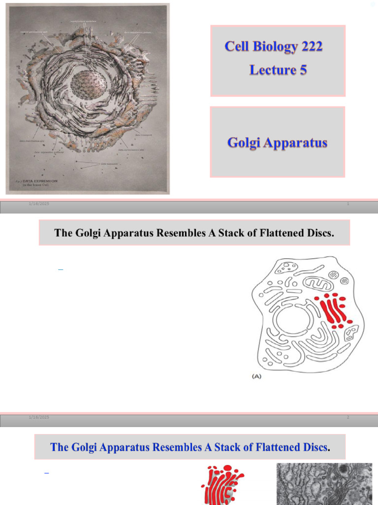 5 - Lec 5 Bio 222 - Golgi Apparatus | PDF | Endoplasmic Reticulum ...