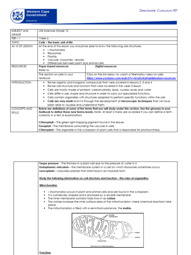 Grade 10 Life Sciences: Cell Structures | PDF | Endoplasmic Reticulum ...