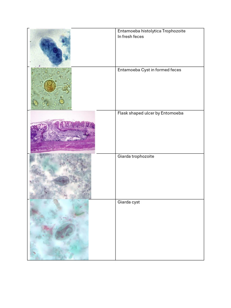Parasites and Their Life Stages | PDF