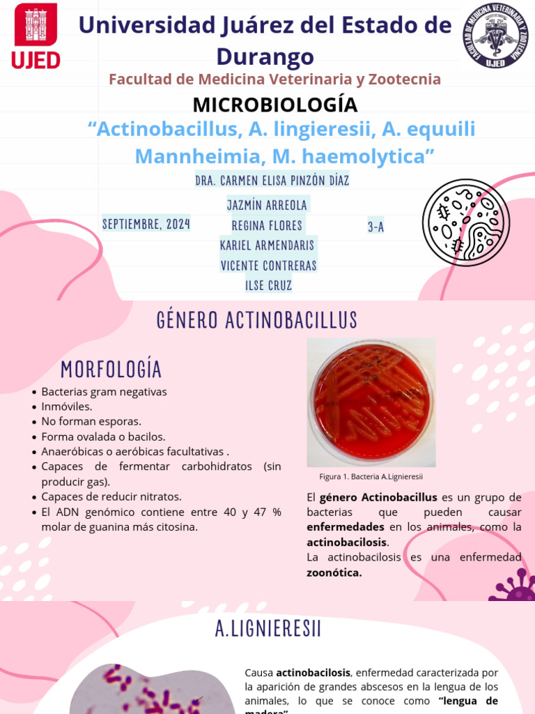 Actinobacillus, A. Lingieresii, A. Equuili Mannheimia, M. Haemolytica ...
