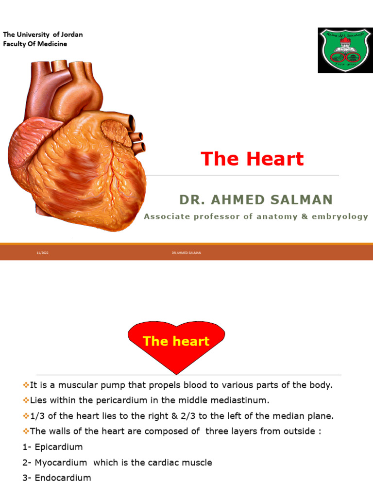 Anatomy and Function of the Heart | PDF | Coronary Circulation | Heart