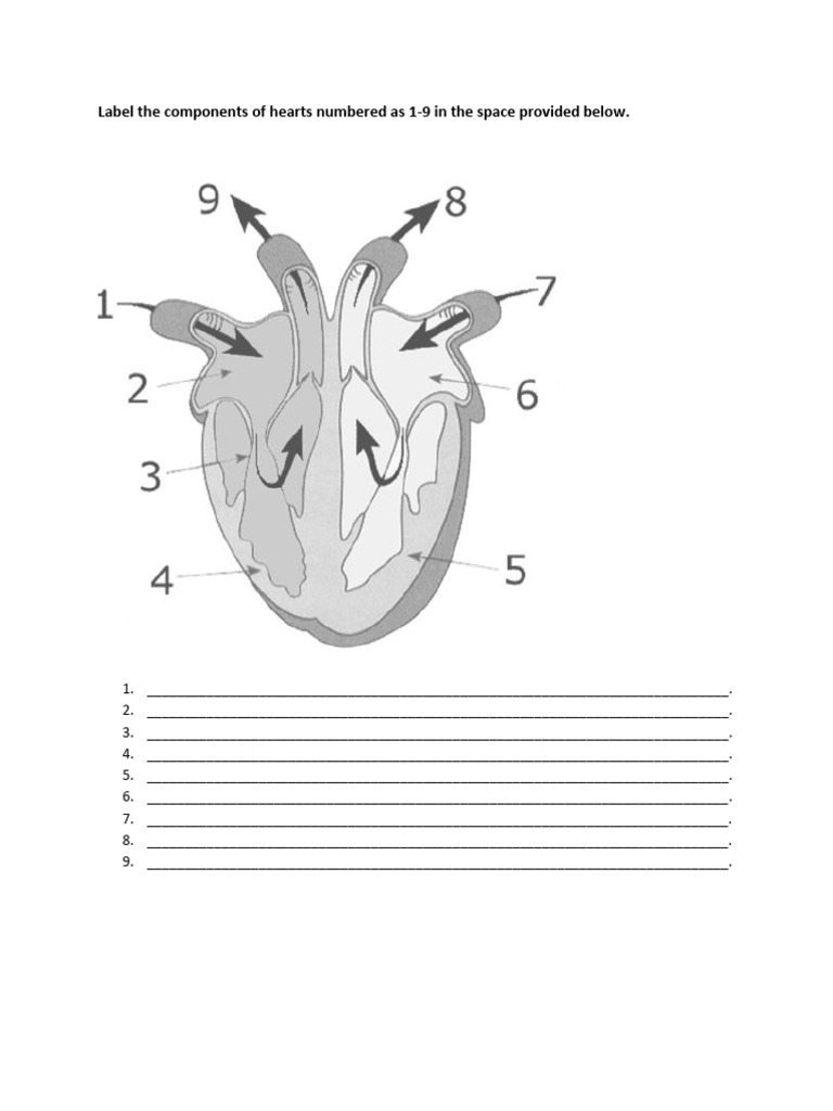 Heart Worksheet | PDF