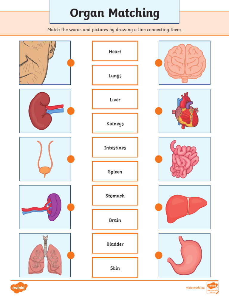 Organ Matching Activity for Kids | PDF