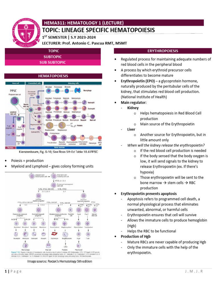 Hematopoiesis and Erythropoiesis Overview | PDF | Lymphocyte | Red ...