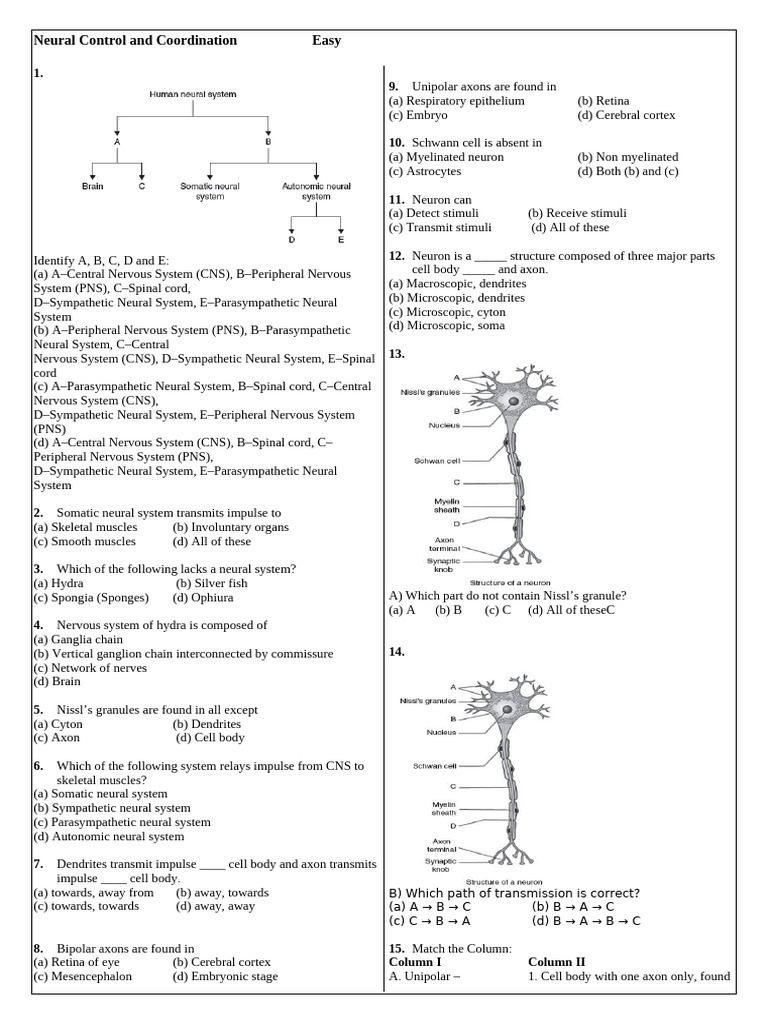 21.neural Control and Coordination | PDF | Ear | Nervous System