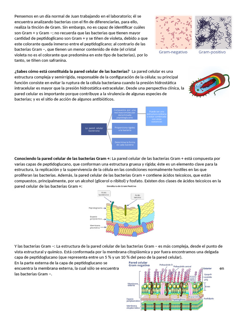 Estructura de Pared Celular Bacteriana | PDF | Las bacterias | Membrana ...
