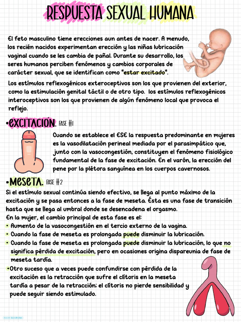 Fases de la Respuesta Sexual Humana | PDF | Orgasmo | Clítoris