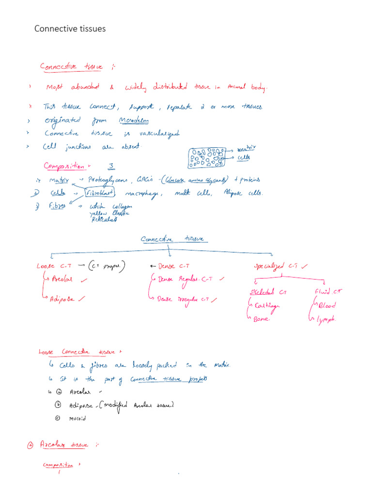 Connective Tissue Pdf