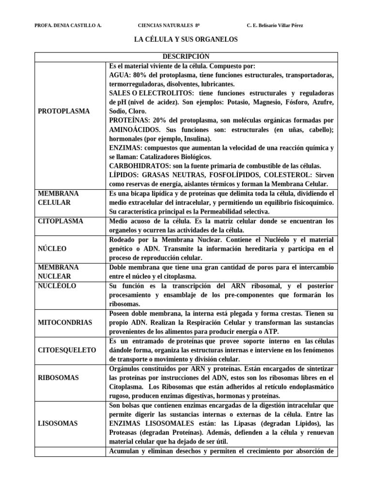 Estructura y Función de la Célula | PDF | Biología Celular) | Citoplasma