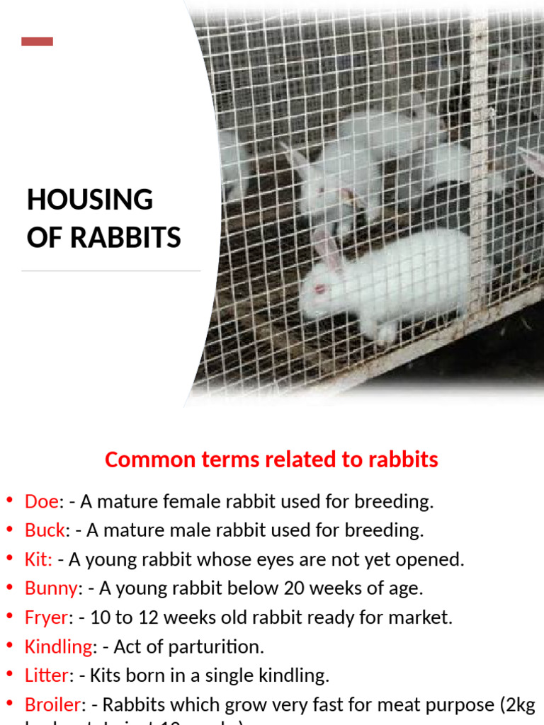 V. Housing Rabbits | PDF | Rabbit