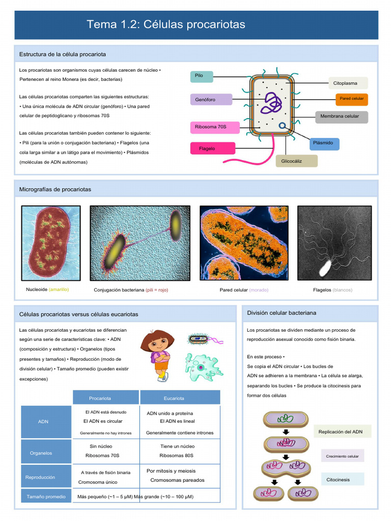 Estructura y reproducción de procariotas | PDF | Biología Celular ...