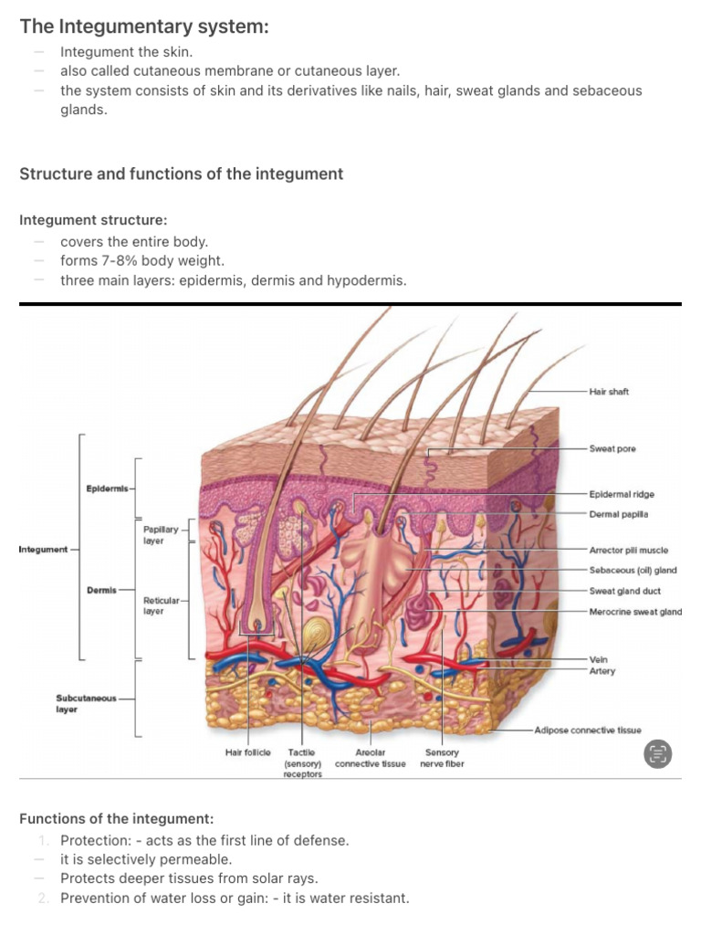 The Integumentary System | PDF | Skin | Integumentary System