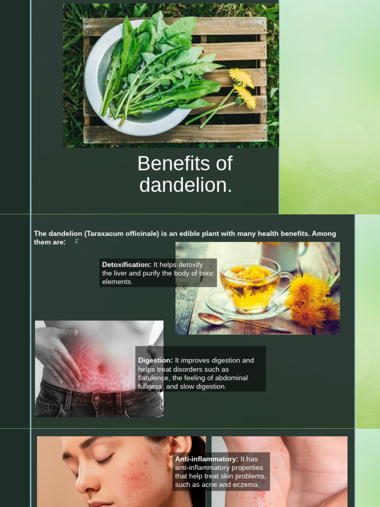 Health Benefits of Dandelion Explained | PDF | Tea