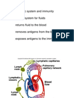 b11lymphatic