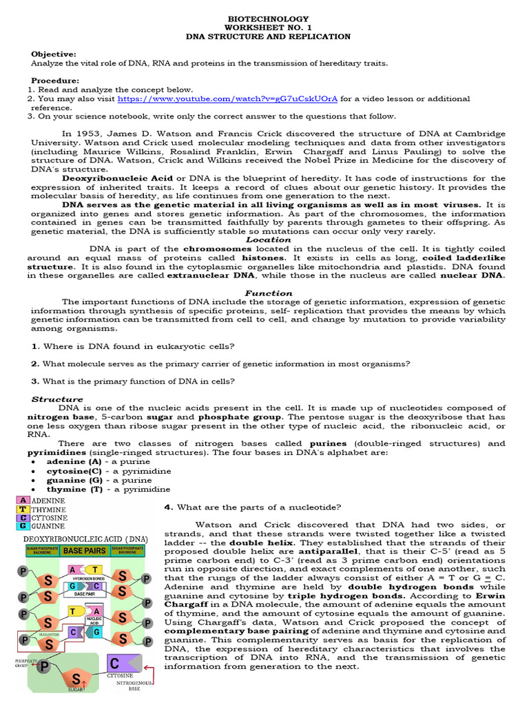 Ws 1 Dna Structure and Replication | PDF | Dna | Dna Replication