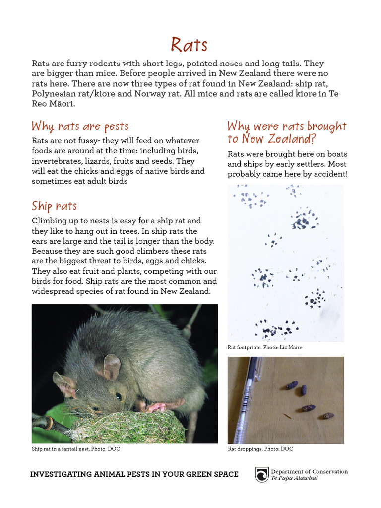 Understanding Rat Pests in New Zealand | PDF