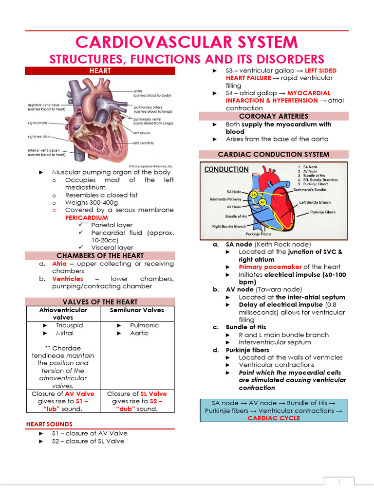 Cardiovascular Nursing: Heart Disorders Guide | PDF | Heart Valve | Heart