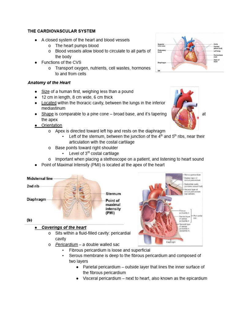 Anatomy and Function of the Heart | PDF | Heart Valve | Heart