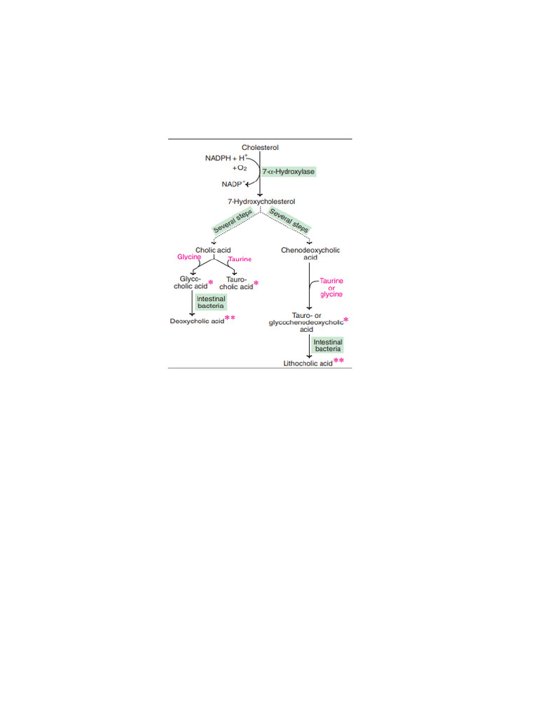 Lipid Metabolism | PDF | Cholesterol | Hypercholesterolemia