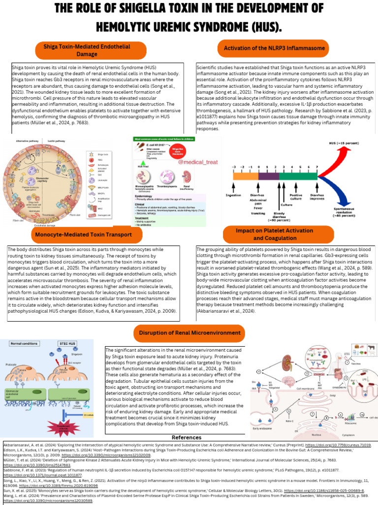 Shiga Toxin's Role in HUS Development | PDF | Inflammation | Endothelium