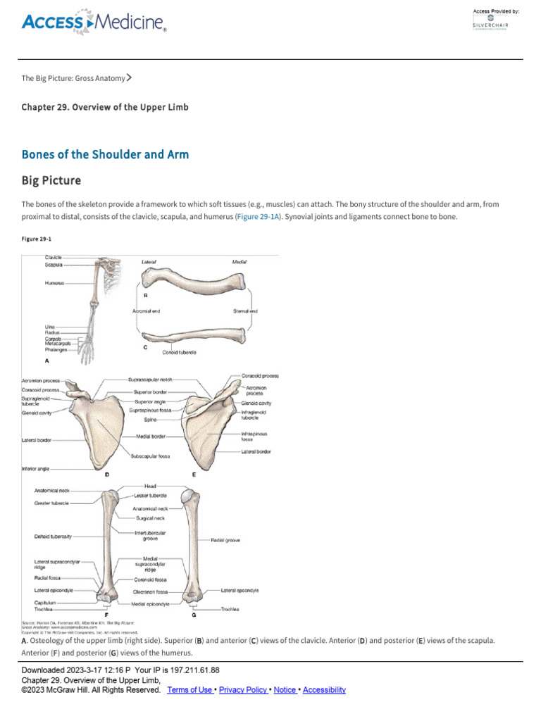Anatomy of the Upper Limb Bones | PDF | Arm | Thumb