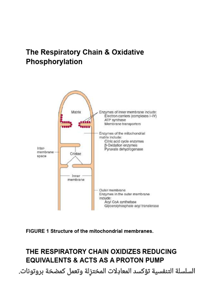 Mitochondrial Respiratory Chain Overview | PDF | Electron Transport ...