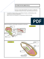 Moluscos2 1