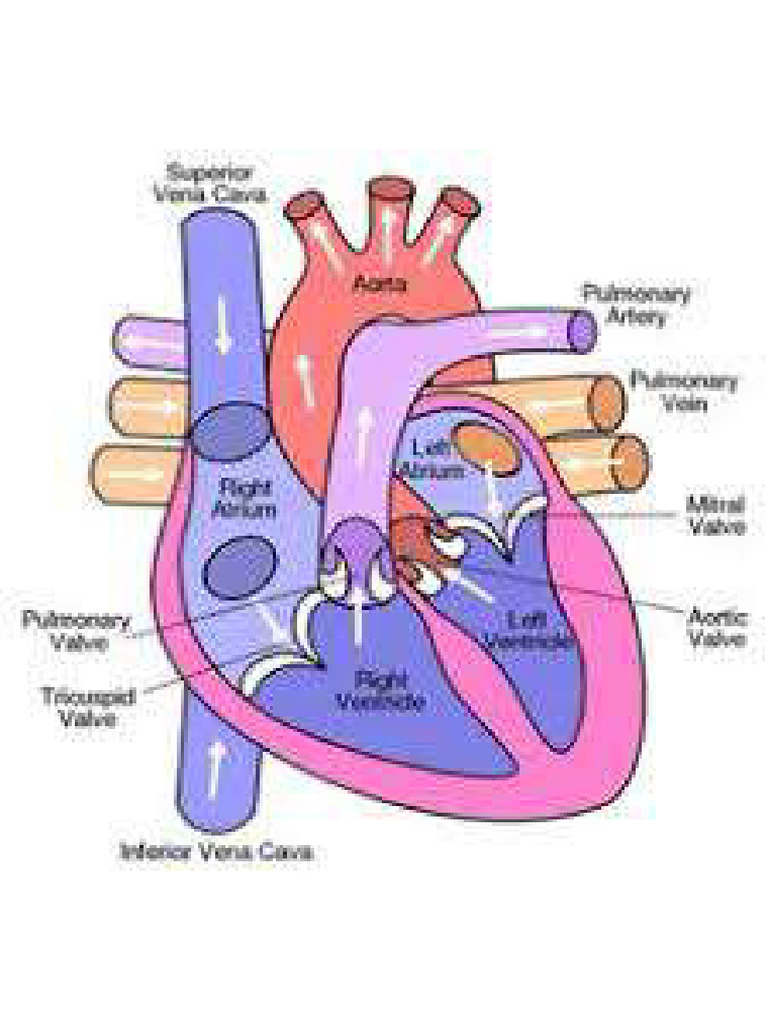 Heart | PDF