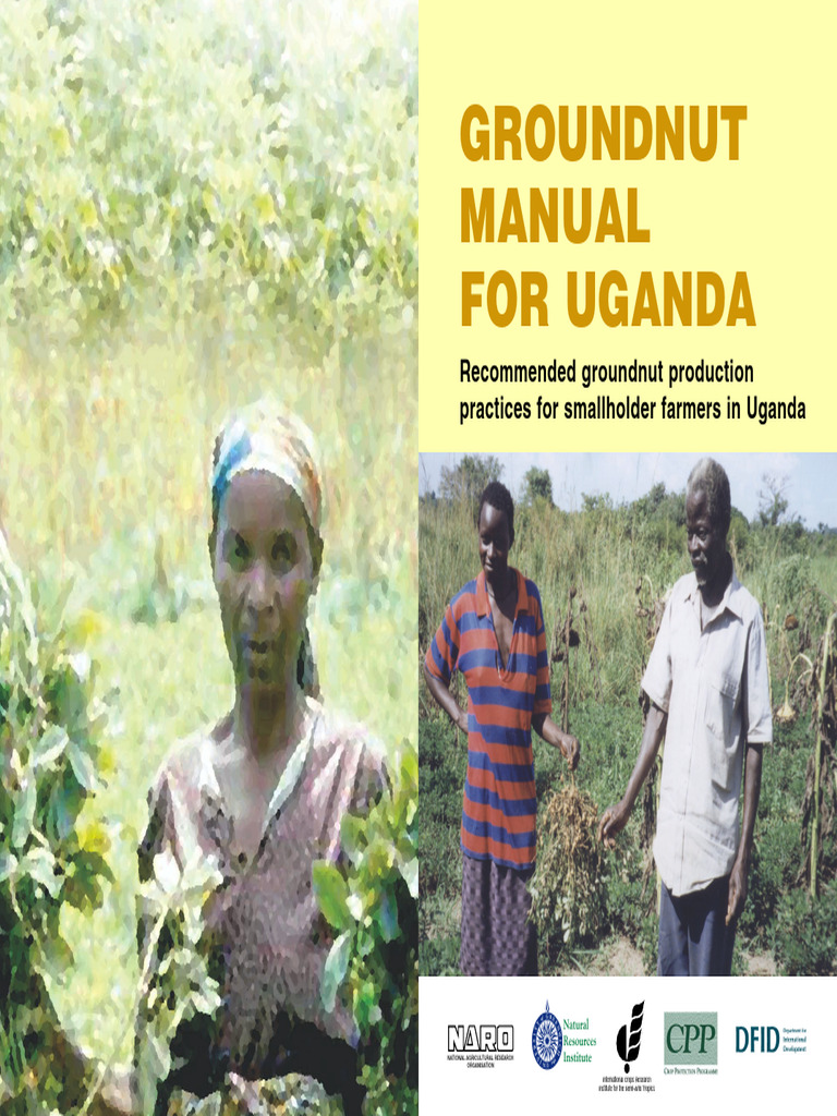 Groundnut Farming Practices in Uganda | PDF | Sowing | Peanuts