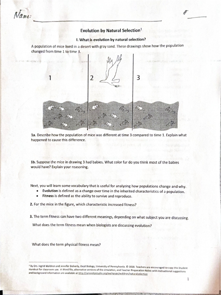 Evolution by Natural Selection WS | PDF