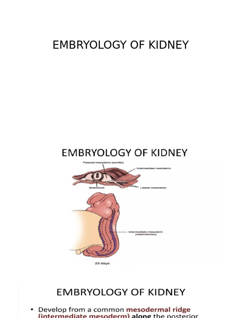 Embryology of Kidney | PDF | Abdomen | Medical Specialties