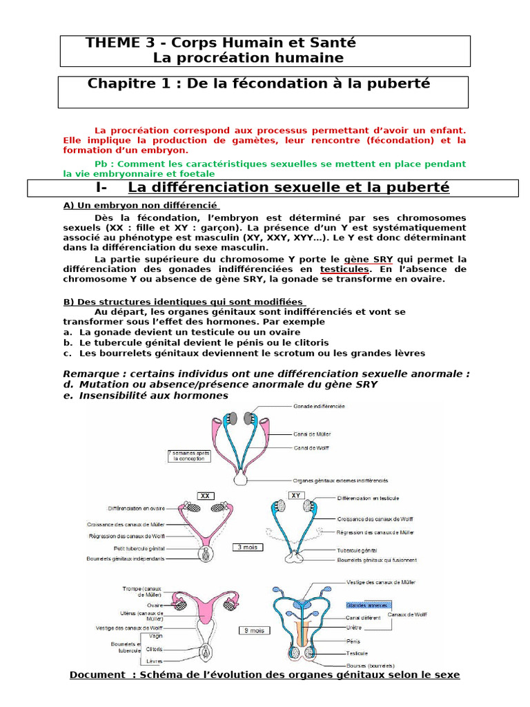 Procréation humaine : différenciation et hormones | PDF | Progestérone ...