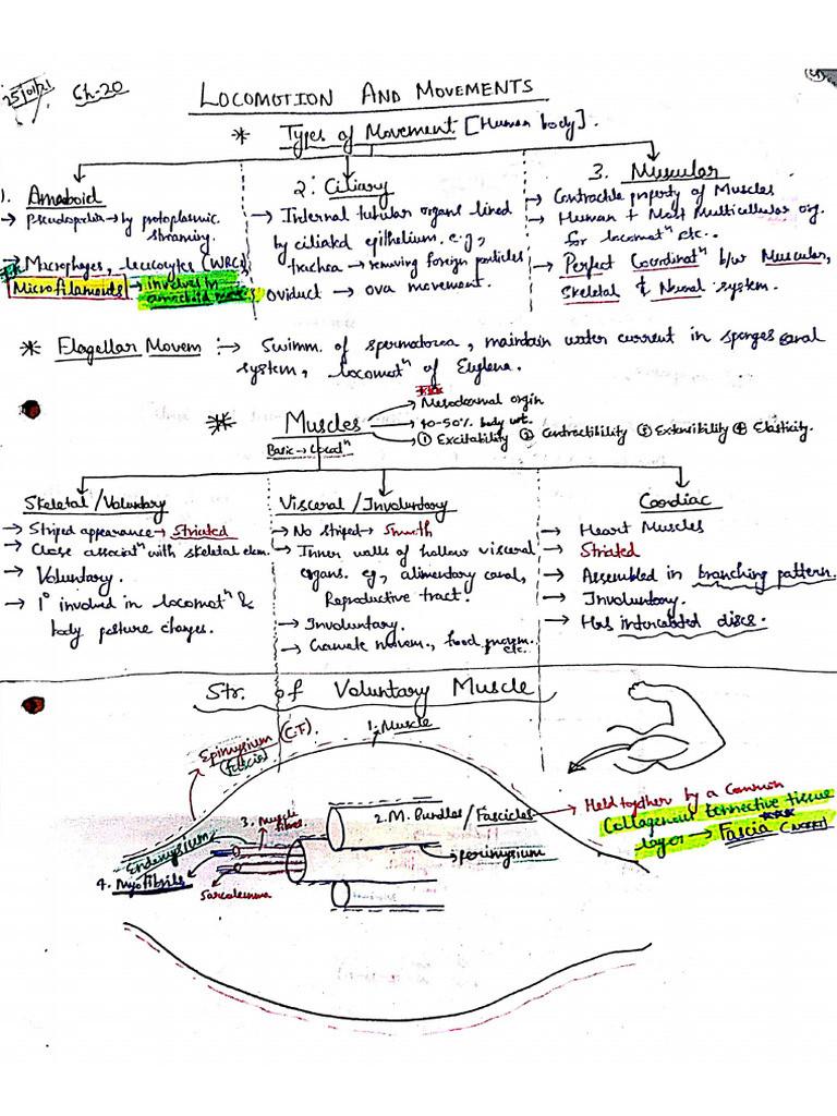 Locomotion And Movement Pdf Pdf