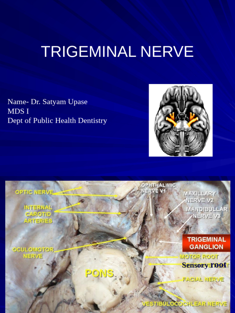 Trigeminal Nerve Overview and Functions | PDF | Human Nose | Human Head ...