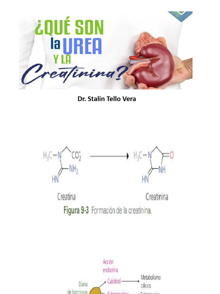urea-creatinina-pdf