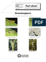 Grasshoppers