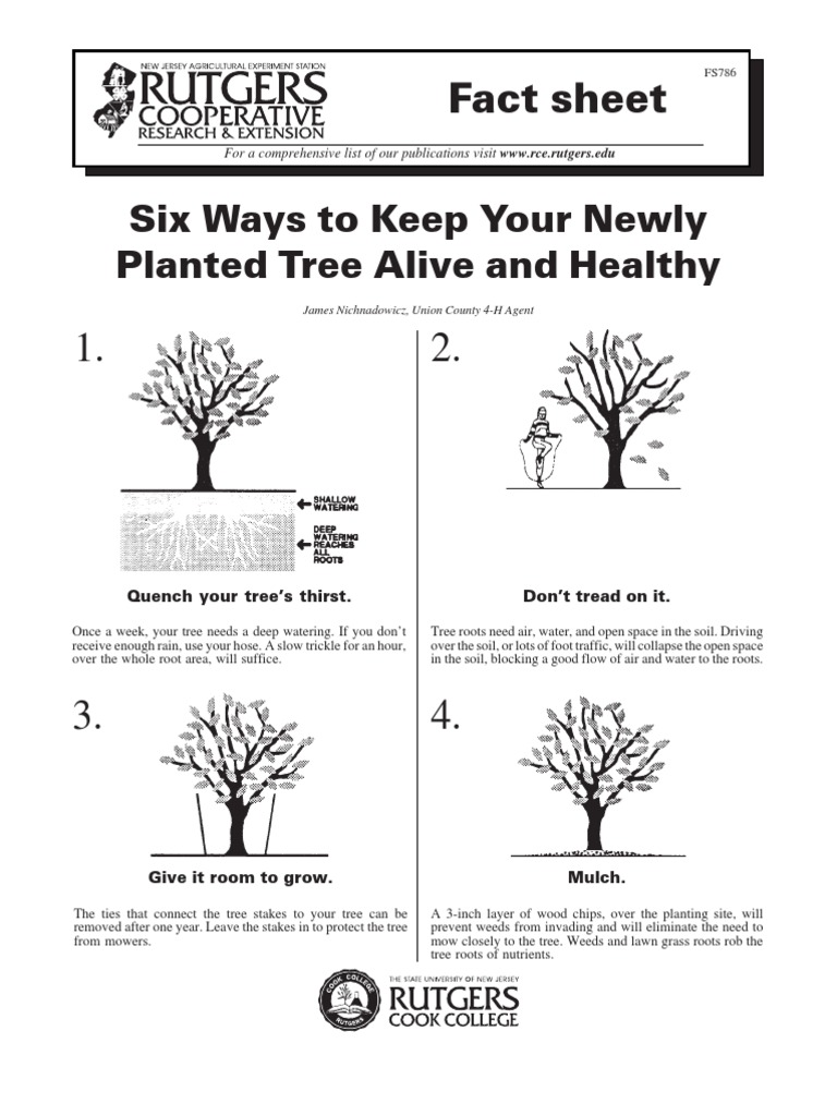 Six Ways To Keep Your Newly Planted Tree Alive and Healthy | PDF ...
