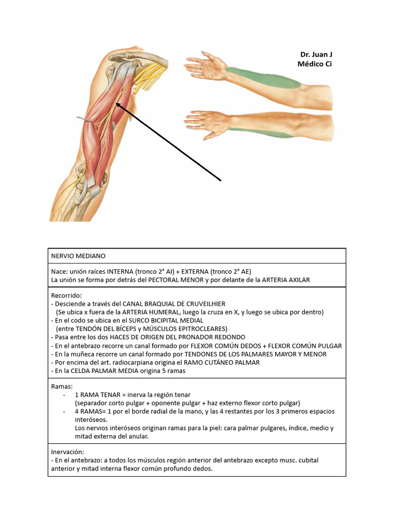 Plexo Braquial Pdf Mano Codo
