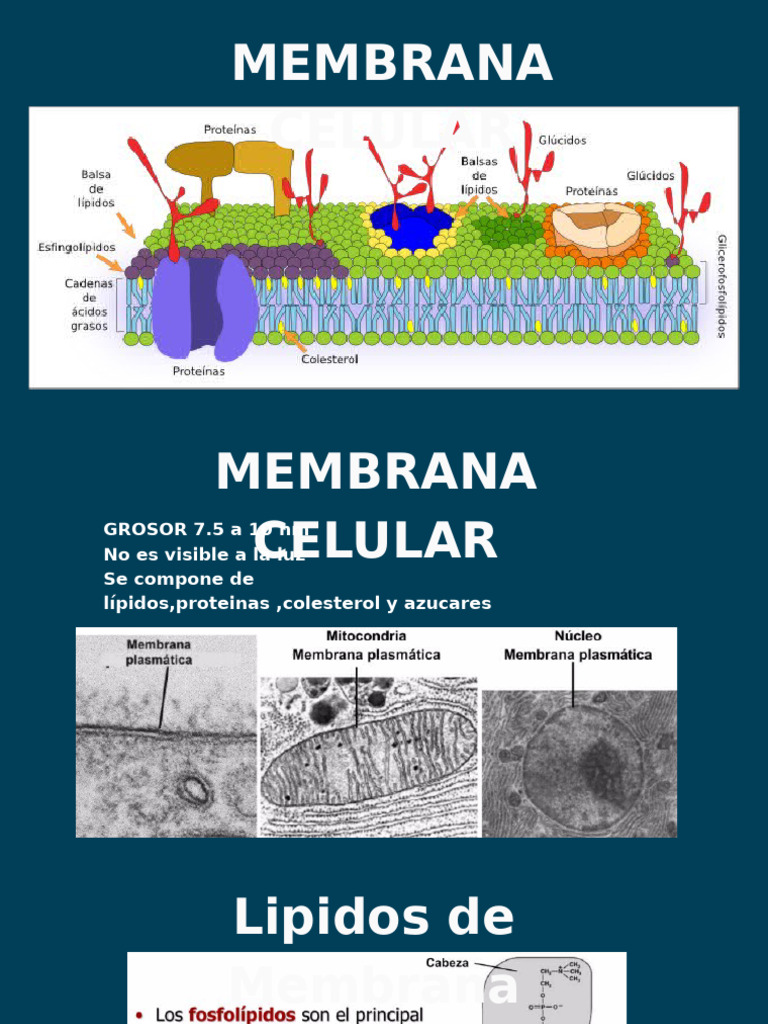 Funciones y Estructura de la Membrana Celular | PDF